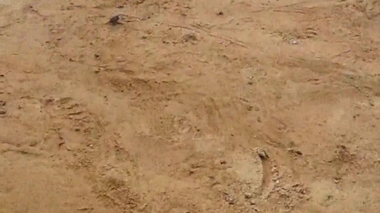 Crocodiles are afraid of shovels.