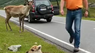 Trending: A kind-hearted man rescued a helpless reindeer calf by the road - Hear