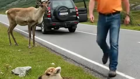 Trending: A kind-hearted man rescued a helpless reindeer calf by the road - Hear