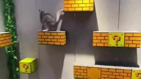 Super Mario Cats