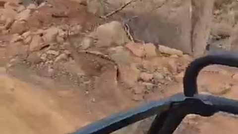 Viral: Tiger Attack | Ranthambore National park | wild and nature #tiger #jungle