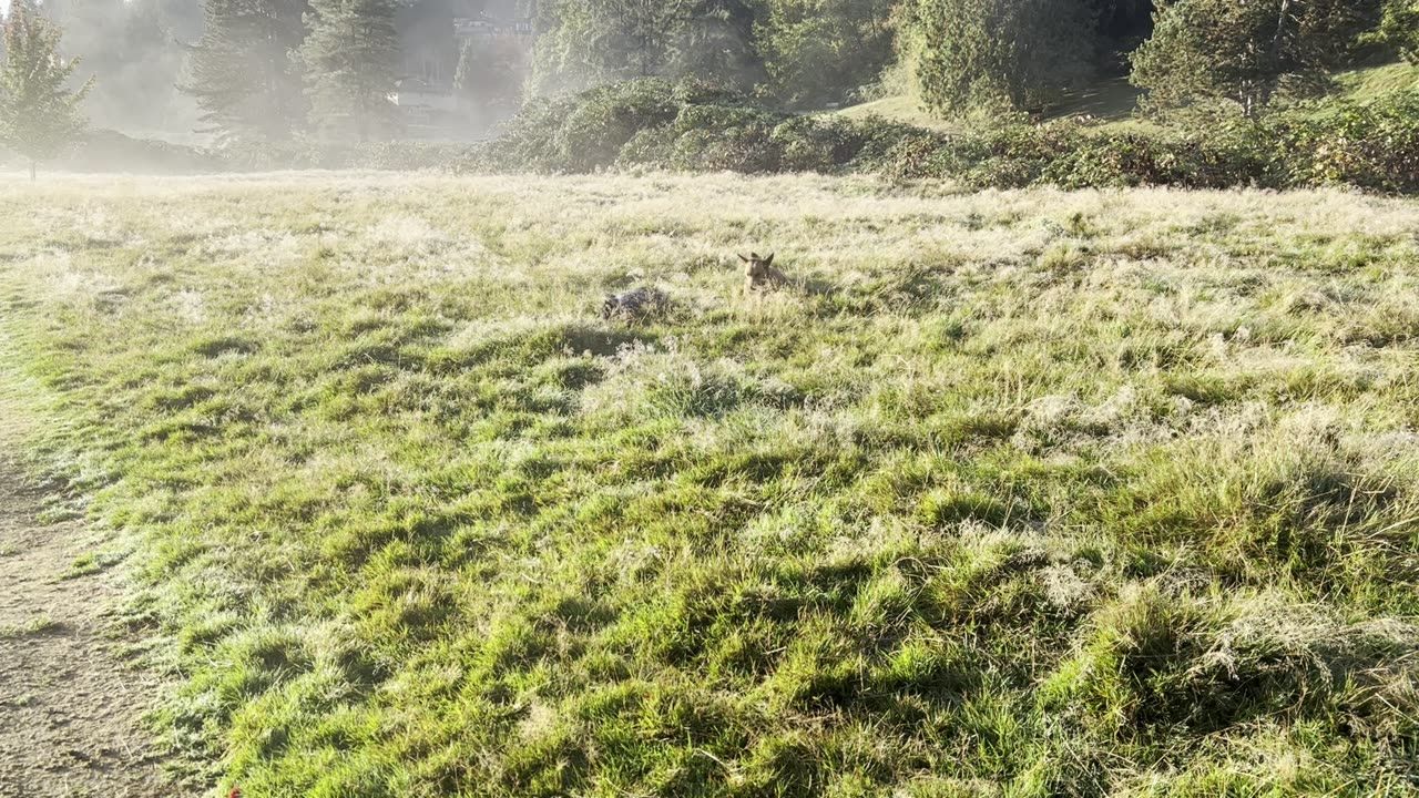 waynes park chase in the mysterious morning fog 3209840239842