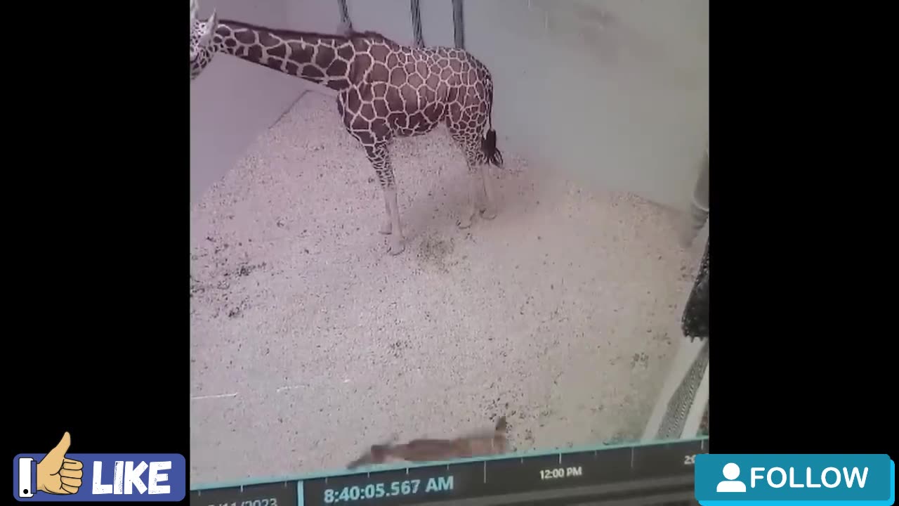 Mischievous Animals That Just Can’t Stay Serious