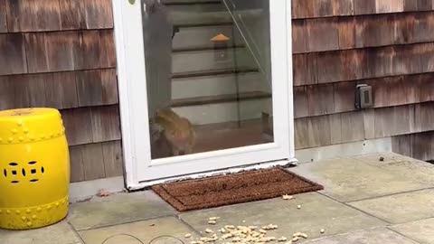 🐶🎬 The CUTEST Cinema Experience for Pets! | FunFM