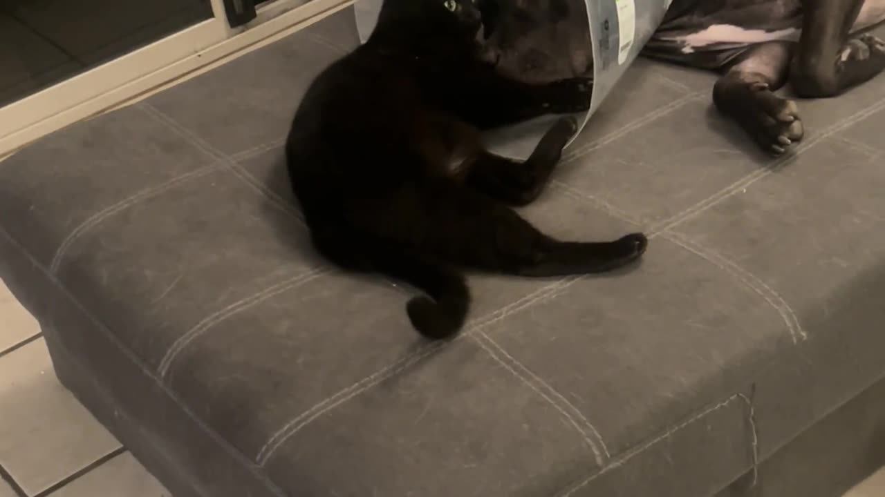 Cat Comforts Dog After Surgery