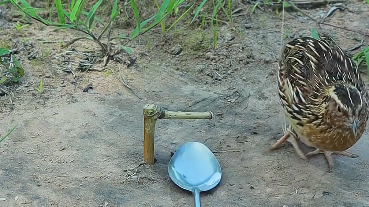 Really quick create quail trap technique in forest