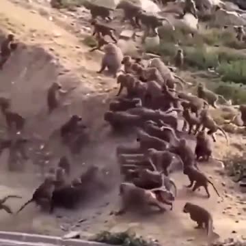Two Monkey Clans at War