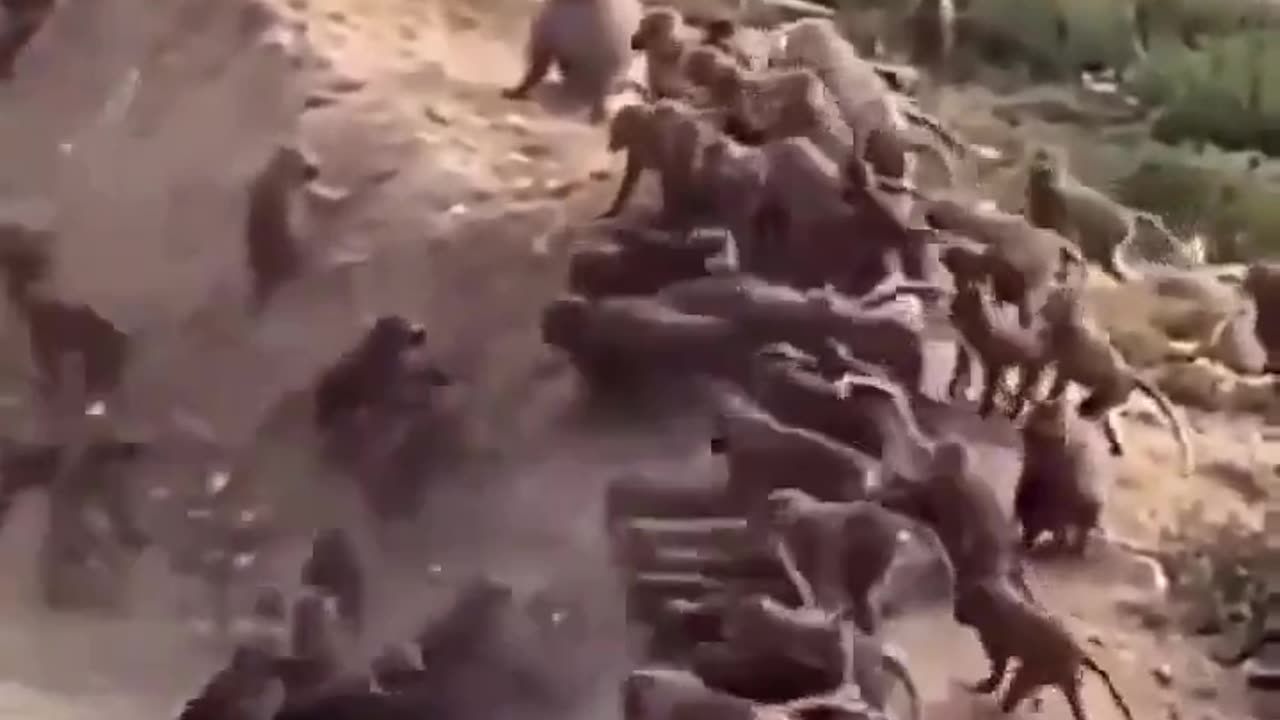 Two Monkey Clans at War