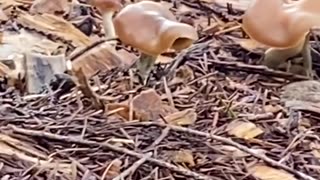 Psilocybin mushrooms