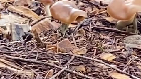 Psilocybin mushrooms