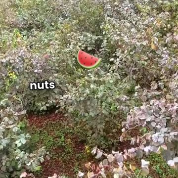 Pistachios: The 9,000-Year-Old Superfood That Still Wows Nutritionists!