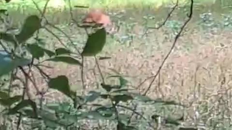 Louisiana public land velvet buck
