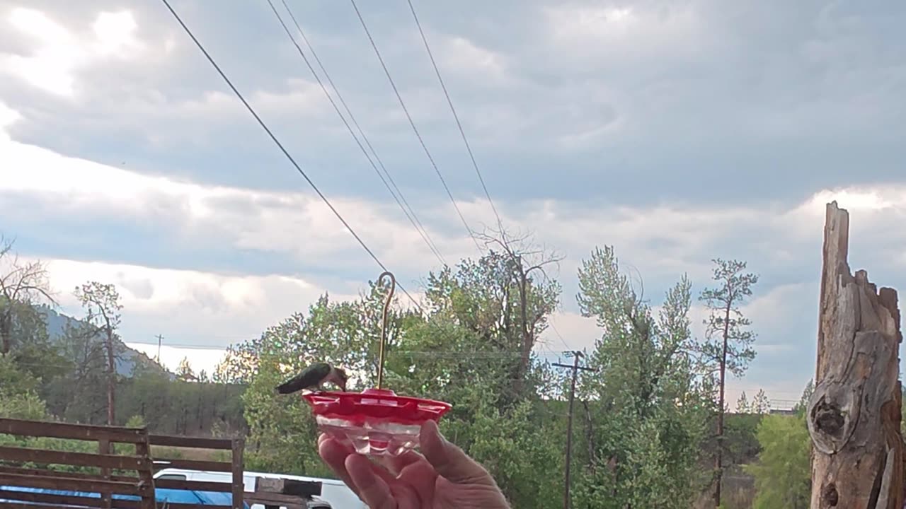 Curlew Hummingbird