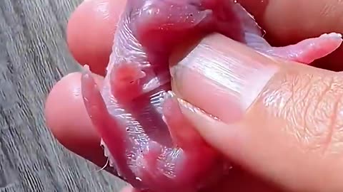 Woman rescues a newborn elephant