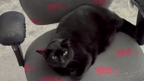 Cute Precious Piper Does Serious Thinking in the Office - Adopting a Cat from a Shelter Vlog