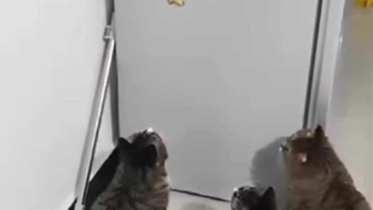 Funny videos of cat 😅