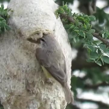 El Increíble Pájaro Moscón Inteligente #Pájaro #AvesInteligentes #Naturaleza #Curiosidades #Increíbl