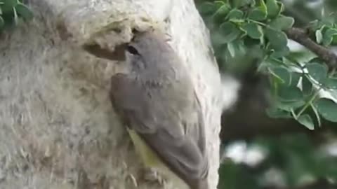El Increíble Pájaro Moscón Inteligente #Pájaro #AvesInteligentes #Naturaleza #Curiosidades #Increíbl