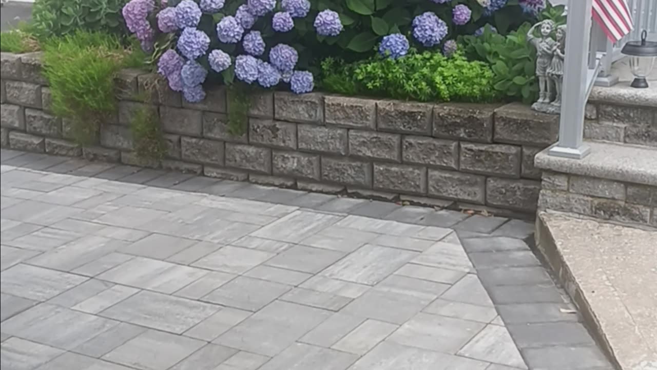 Hydrangea plant.