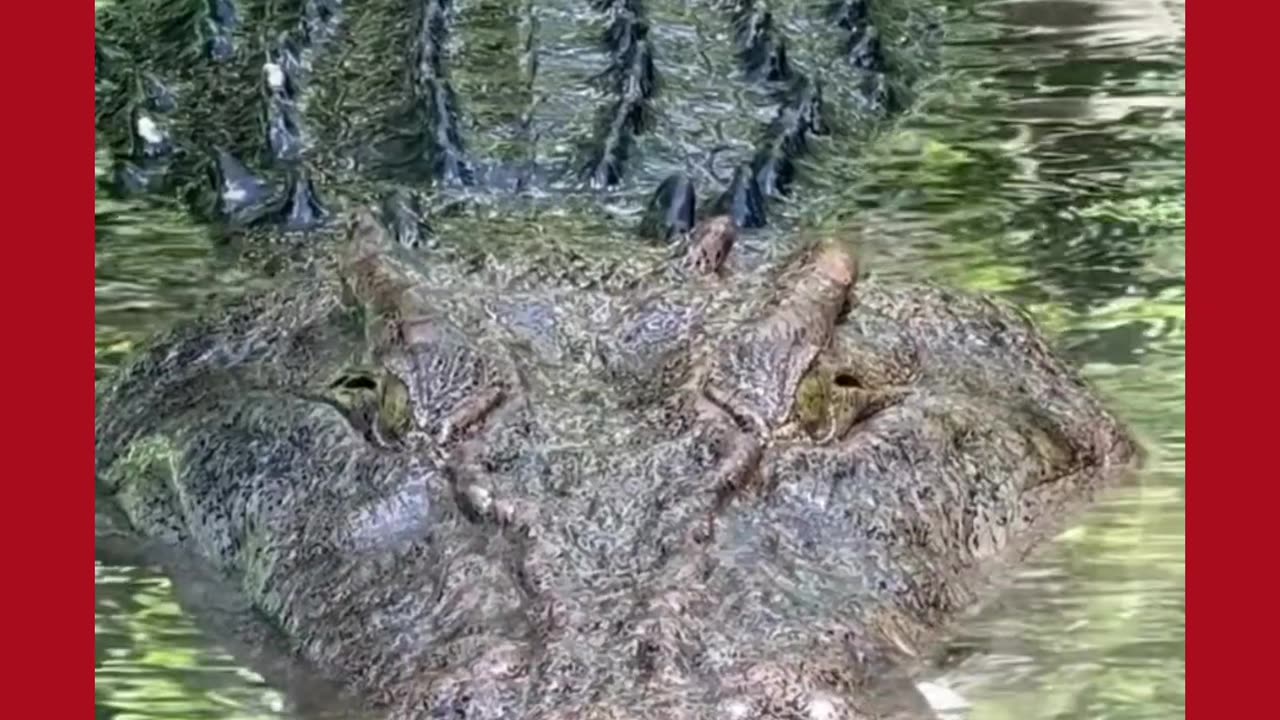 crocodile