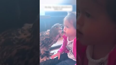 Женщина выгуливала собак , а нашла маленького одинокого совенка и спасла его