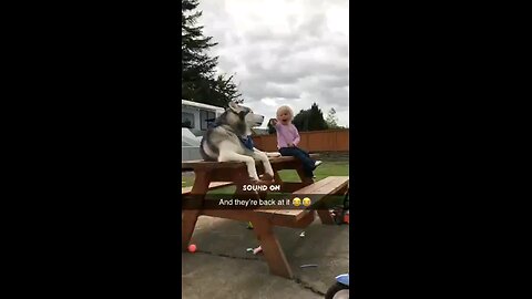 le chien le plus funny au monde