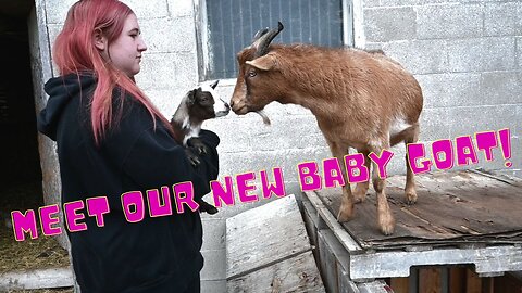 MEET Our New BABY Goat And A SURPRISE For The GOAT Herd!