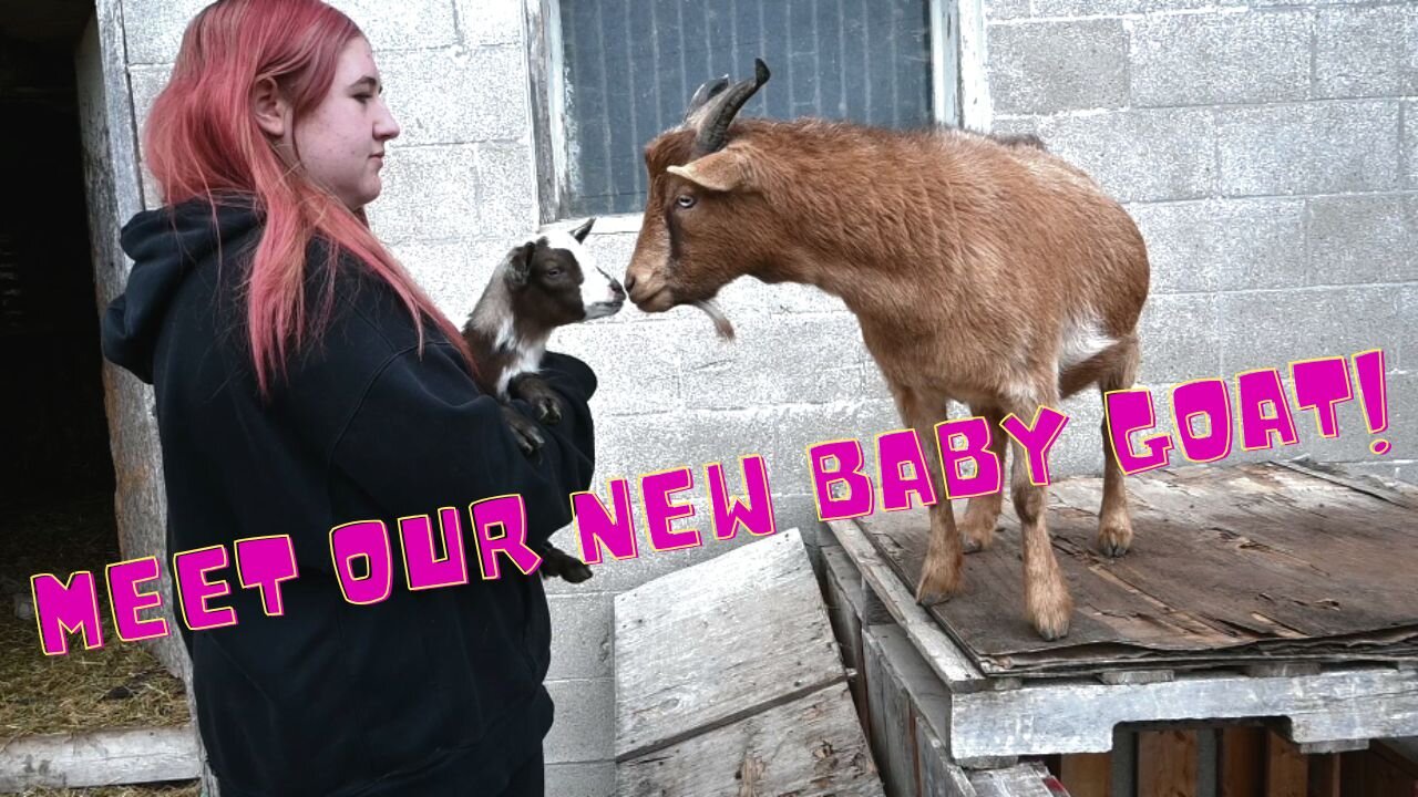 MEET Our New BABY Goat And A SURPRISE For The GOAT Herd!