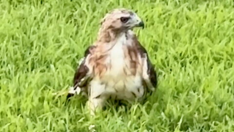 Hawk Using Its Talons