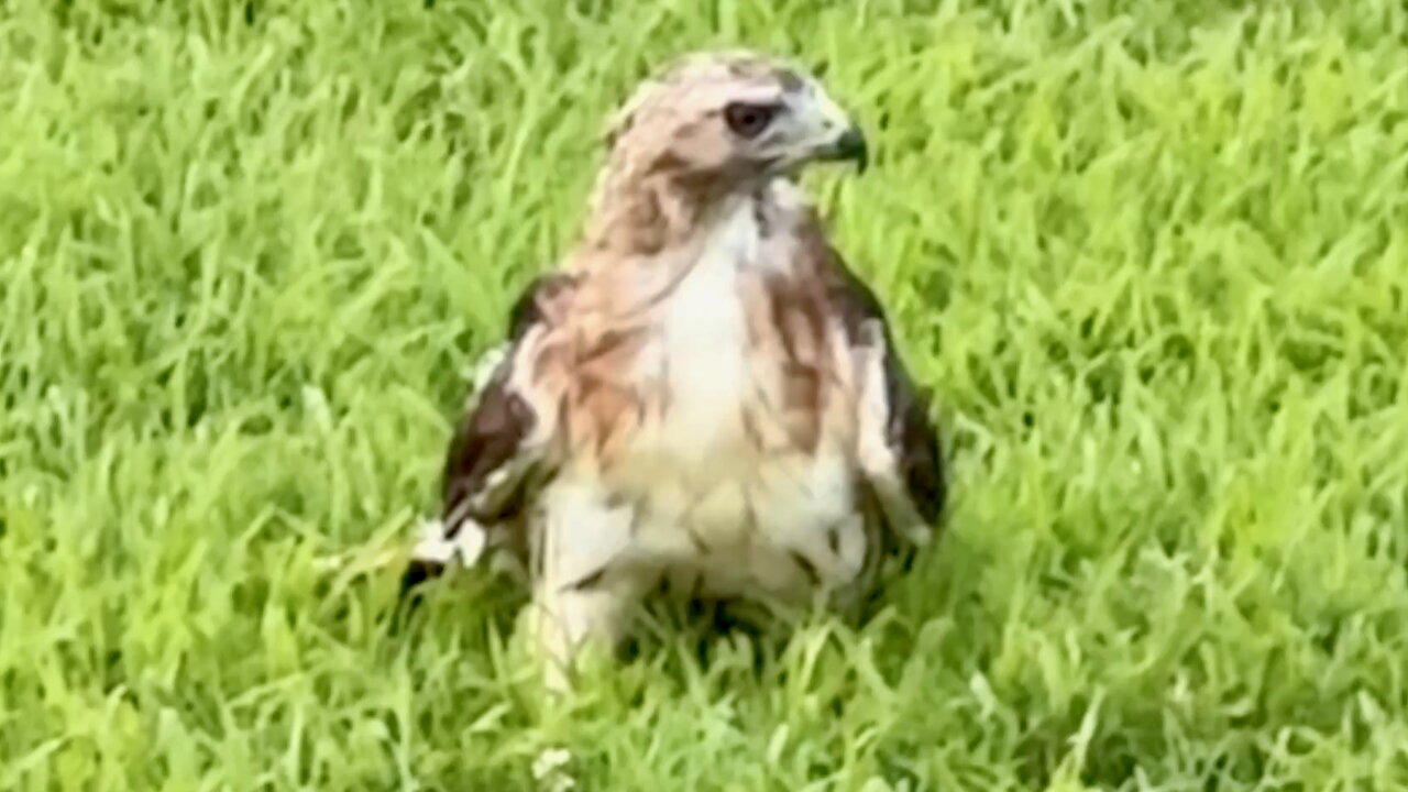 Hawk Using Its Talons