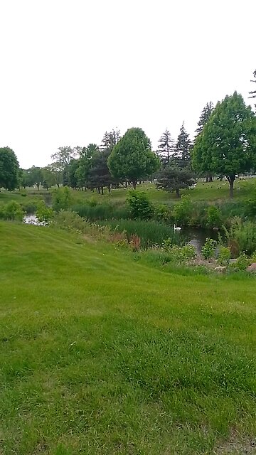 One of the swans in the cemetery