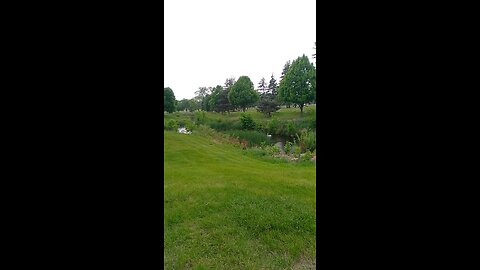 One of the swans in the cemetery