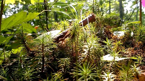 Images from the forest - dead tree trunk has little forest - close up
