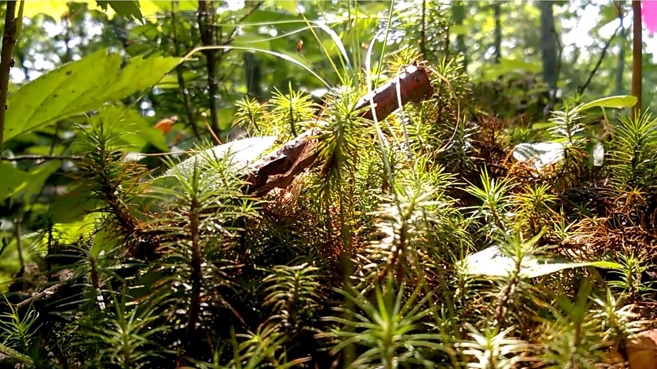 Images from the forest - dead tree trunk has little forest - close up