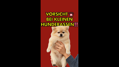 Vorsicht bei kleinen Hunderassen.