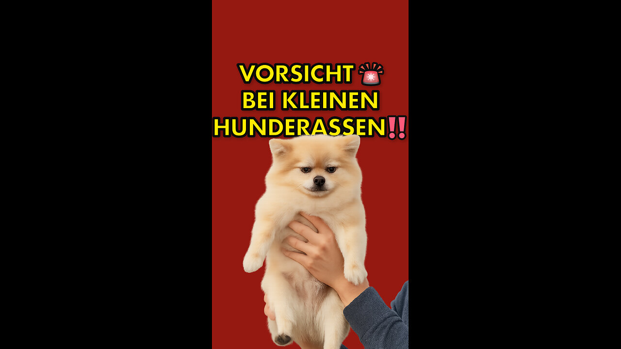 Vorsicht bei kleinen Hunderassen.