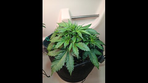 Gorilla Cookies week 3