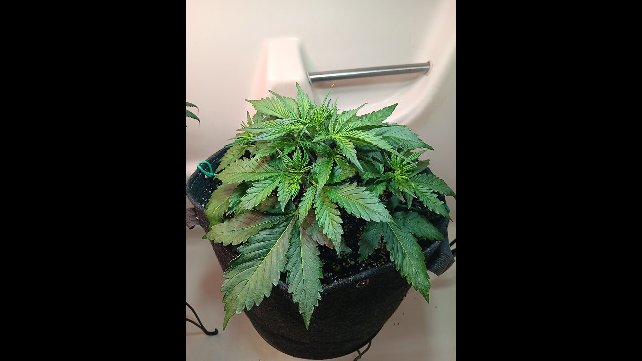 Gorilla Cookies week 3