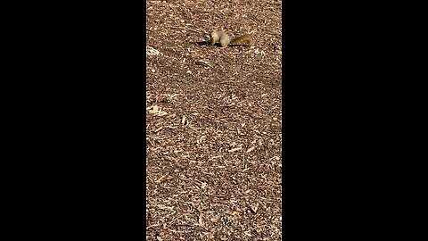 Squirrel 🐿️ #squirrel #followme #viral #trending #shorts