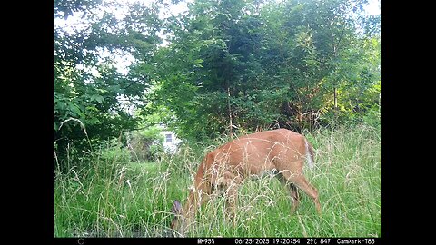 Deer Cam 06-25-2025 Game Cam Trail Cam