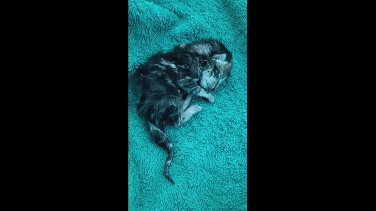 Abandoned Kitten Not Doing Well At All