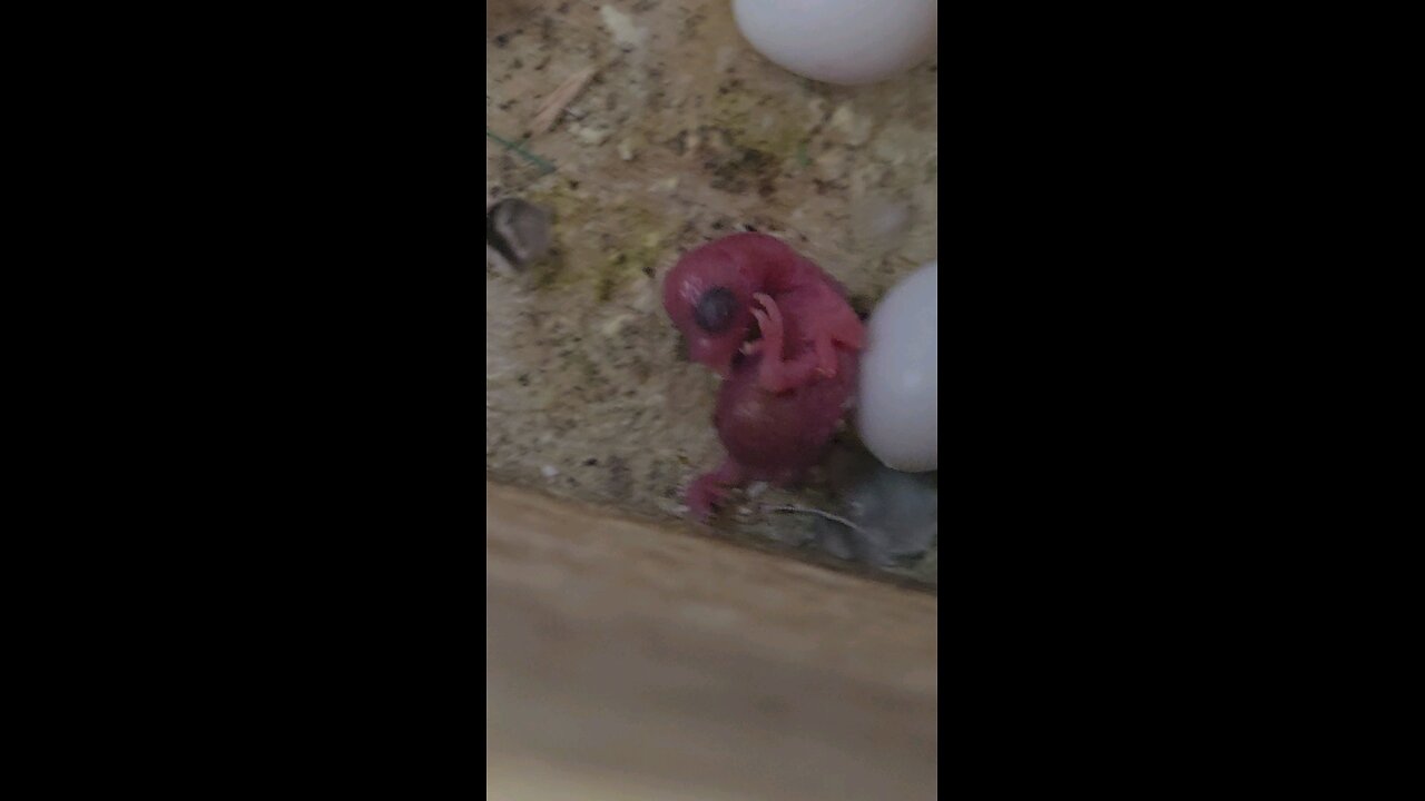 Baby Budgie Hatched Today 3/19/2025