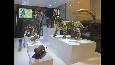 Formosan clouded leopard