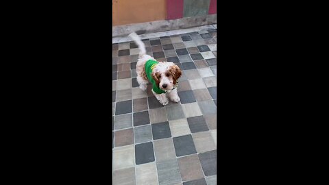 Pablo at 6 months old