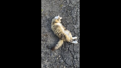 Cat vibes!