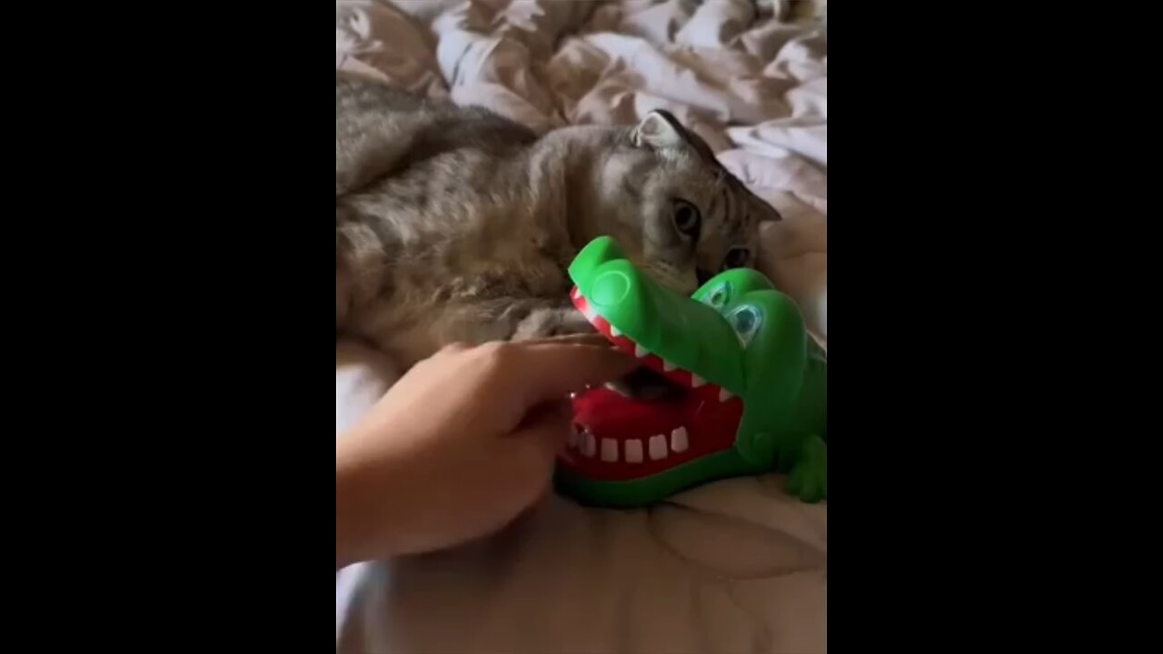 Cute Animals