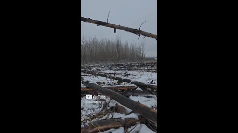 Gathering wood for bushcraft shelter #Subscribe #Alaska #Bushcraft #Survival #Camping #djiaction5pro