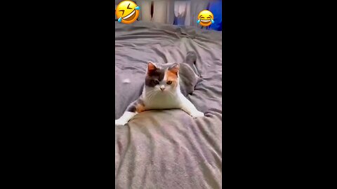 overacting cat 😄