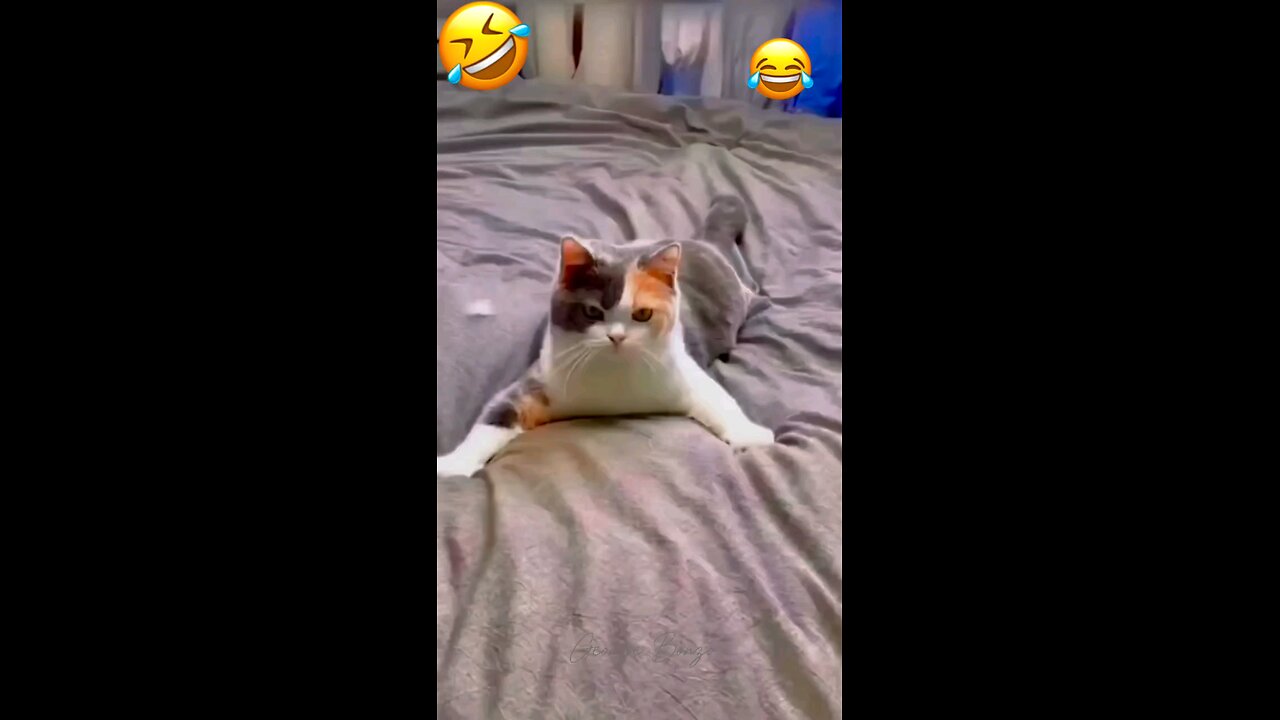 overacting cat 😄