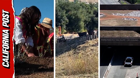 California's $100 million bridge over the 101 isn't for drivers — it's for mountain lions